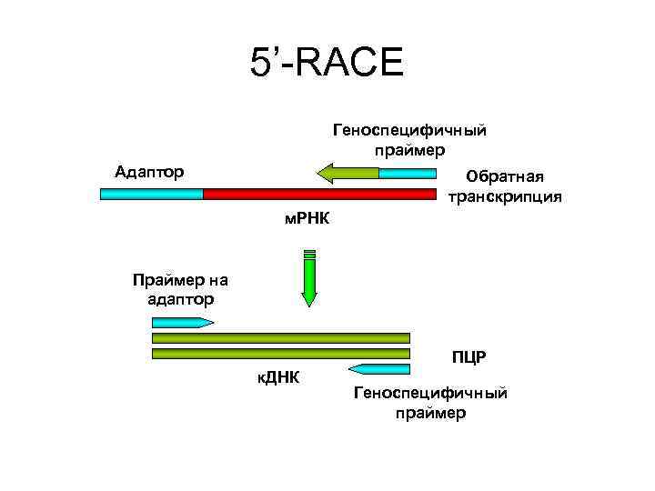 5’-RACE Геноспецифичный праймер 5’-RACE Геноспецифичный праймер