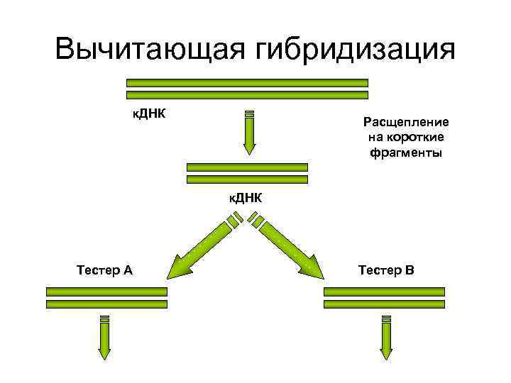 Вычитающая гибридизация к. ДНК Расщепление Вычитающая гибридизация к. ДНК Расщепление
