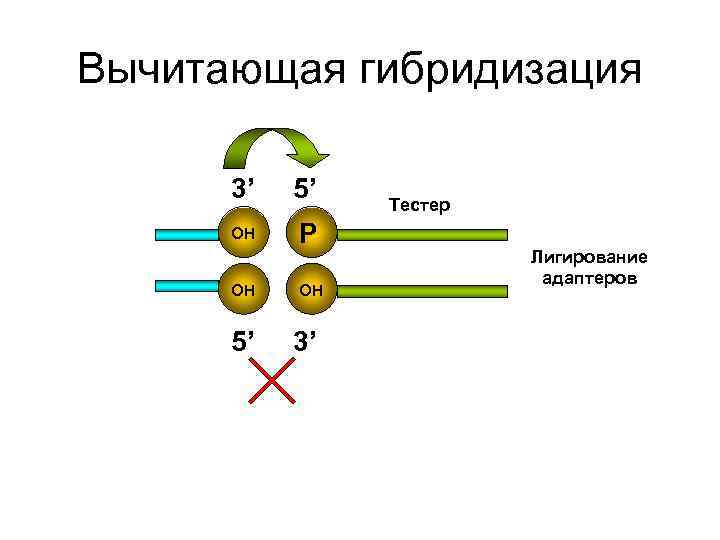 Вычитающая гибридизация 3’ 5’ Тестер OH P Вычитающая гибридизация 3’ 5’ Тестер OH P