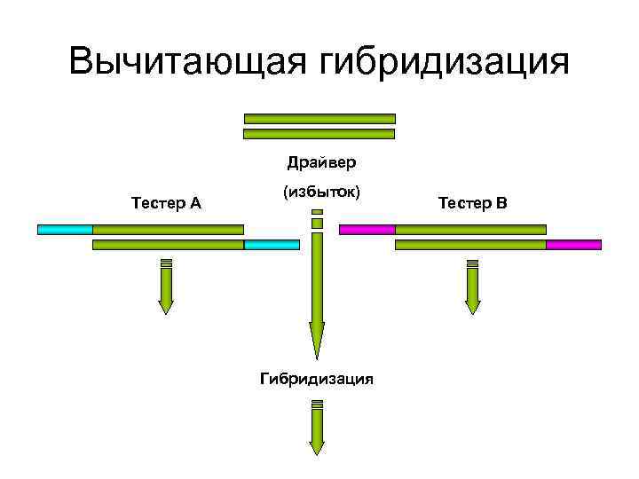 Вычитающая гибридизация Драйвер (избыток) Тестер А Вычитающая гибридизация Драйвер (избыток) Тестер А