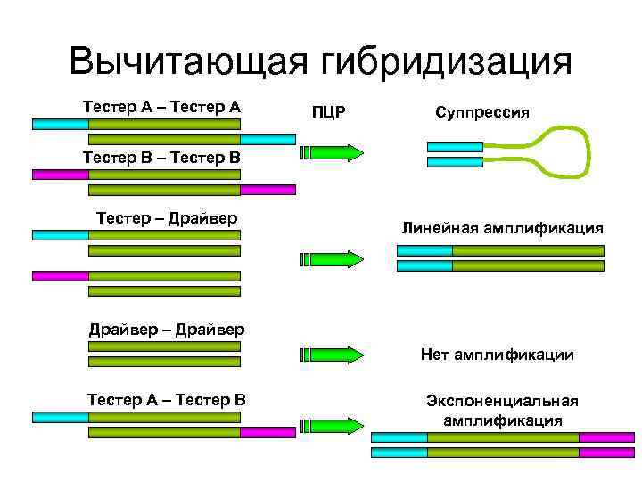 Вычитающая гибридизация Тестер А – Тестер А ПЦР Суппрессия Тестер В – Тестер Вычитающая гибридизация Тестер А – Тестер А ПЦР Суппрессия Тестер В – Тестер