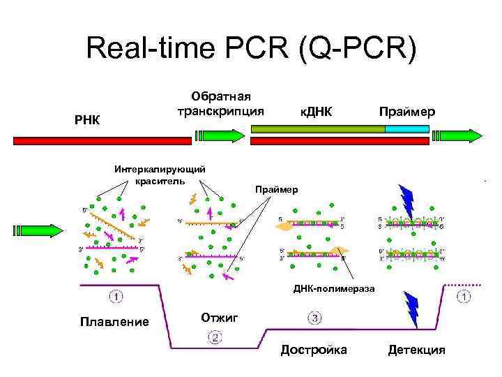 Варианты пцр. Real time ПЦР схема. ПЦР Реал тайм методика. ПЦР С обратной транскрипцией схема. Этапы ПЦР real time.