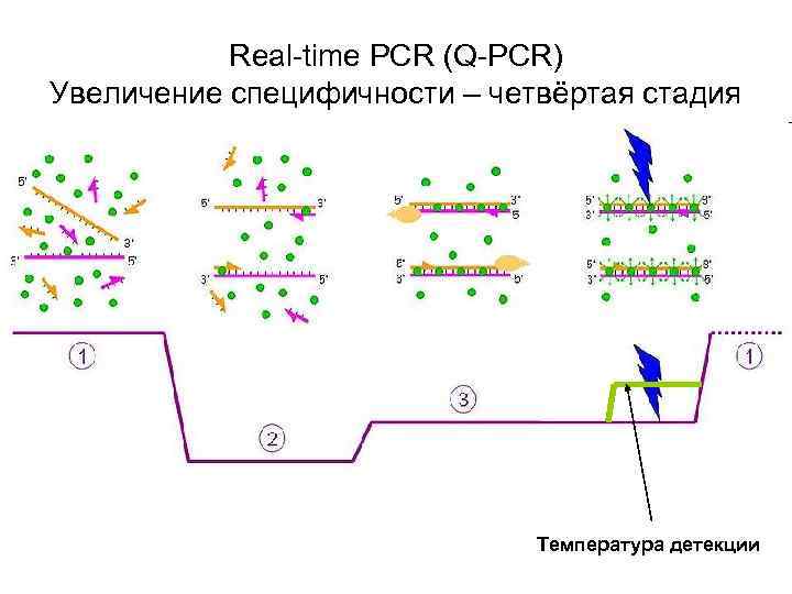 Real-time PCR (Q-PCR) Увеличение специфичности – четвёртая стадия Real-time PCR (Q-PCR) Увеличение специфичности – четвёртая стадия