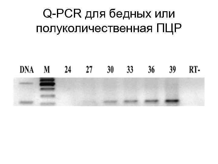 Q-PCR для бедных или полуколичественная ПЦР Q-PCR для бедных или полуколичественная ПЦР