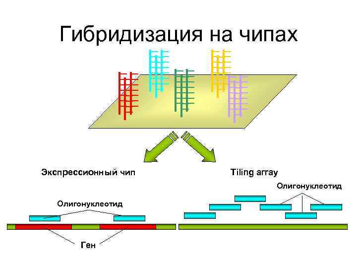 Гибридизация на чипах Экспрессионный чип Tiling array Гибридизация на чипах Экспрессионный чип Tiling array