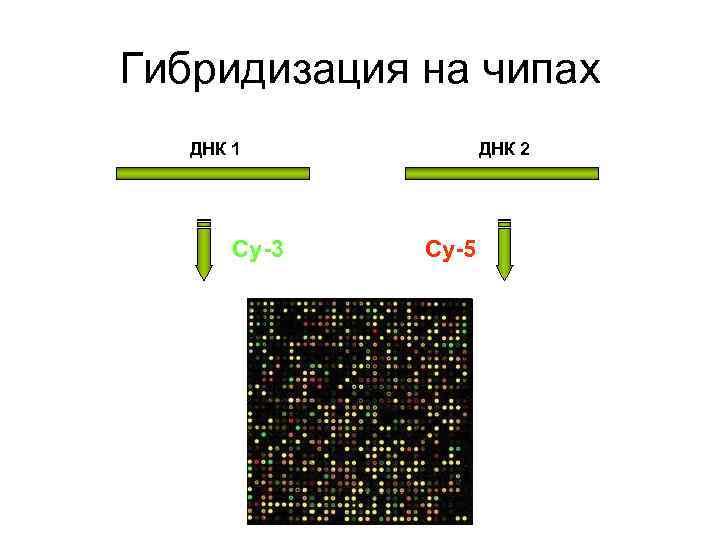 Гибридизация на чипах ДНК 1 ДНК 2 Cy-3 Cy-5 Гибридизация на чипах ДНК 1 ДНК 2 Cy-3 Cy-5