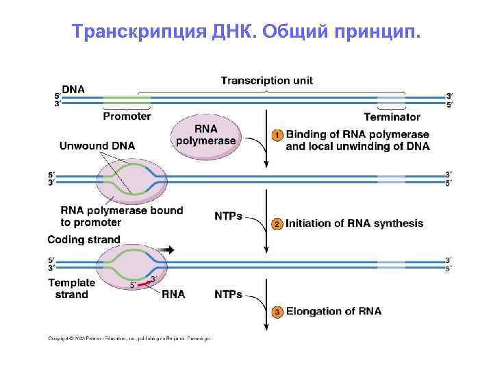 Транскрипция ДНК. Общий принцип. Транскрипция ДНК. Общий принцип.