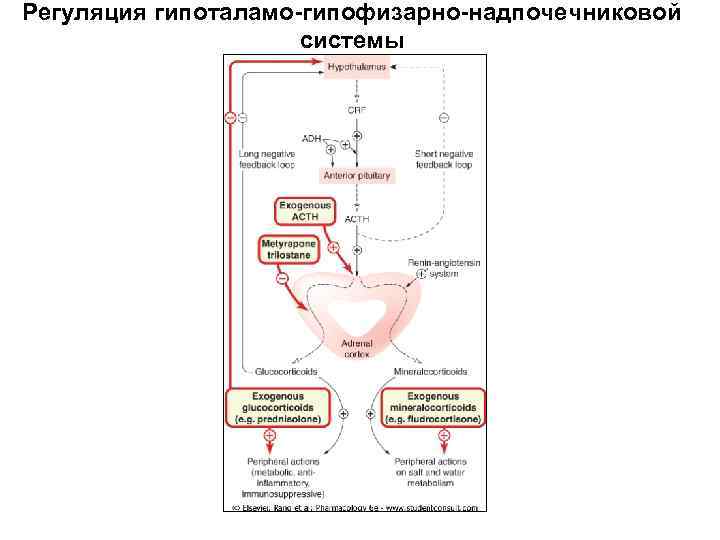 Гипоталамо надпочечниковая система. Регуляция секреции гормонов коры надпочечников. Регуляция функции гипоталамо-гипофизарно-надпочечниковой системы. Схема гипоталамо-гипофизарно-адренокортикотропной системы.