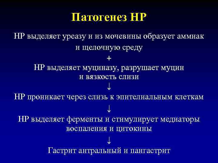 Патогенез НР НР выделяет уреазу и из мочевины образует аммиак и щелочную среду +