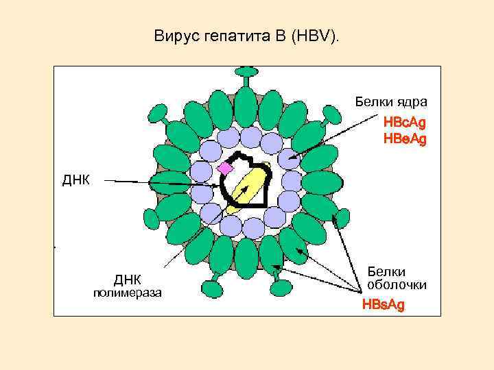 Вирус гепатита В (HBV). Белки ядра HBc. Ag HBe. Ag ДНК полимераза Белки оболочки