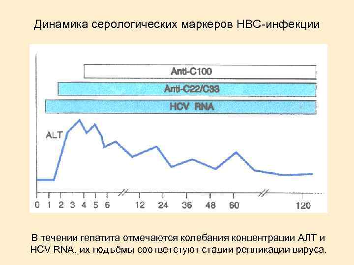 Динамика серологических маркеров HBC-инфекции В течении гепатита отмечаются колебания концентрации АЛТ и HCV RNA,