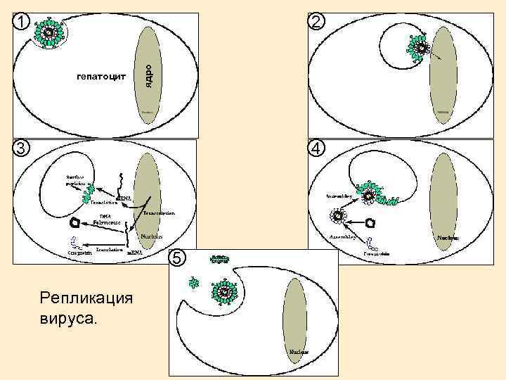 2 гепатоцит ядро 1 3 4 5 Репликация вируса. 