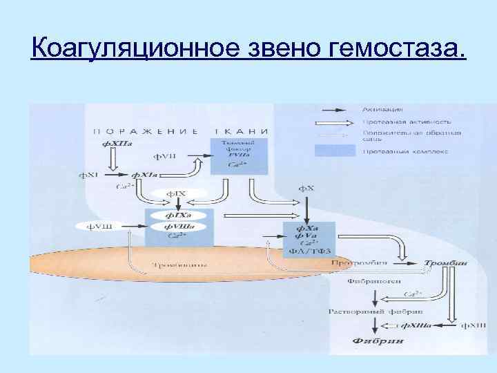 Коагуляционное звено гемостаза. 