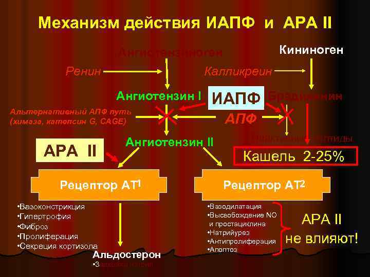  Механизм действия ИАПФ и АРА II Ангиотензиноген Кининоген Ренин Калликреин Ангиотензин I ИАПФ