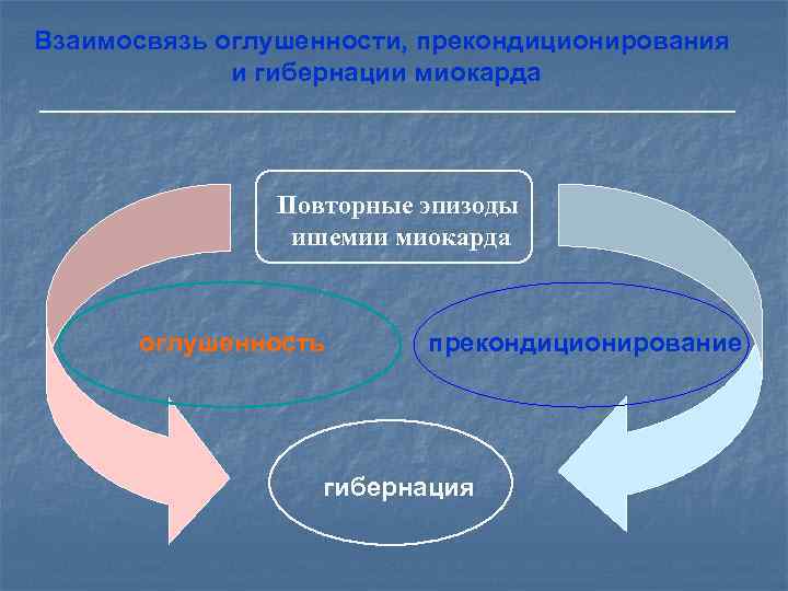   Метаболическая адаптация у человека  1. Феномен разминки 2. Продромальная стенокардия 3.