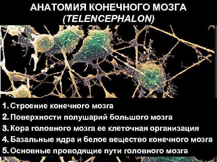 АНАТОМИЯ КОНЕЧНОГО МОЗГА (TELENCEPHALON) 1. Строение конечного мозга 2. Поверхности полушарий большого мозга 3.