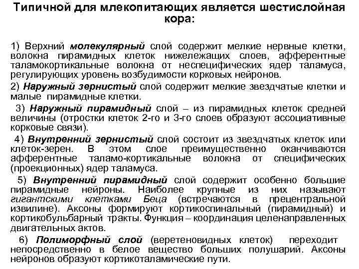 Типичной для млекопитающих является шестислойная кора: 1) Верхний молекулярный слой содержит мелкие нервные клетки,