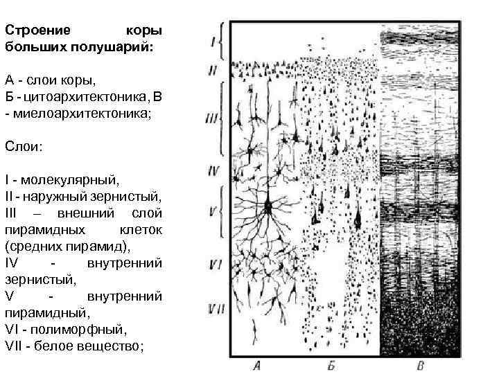 Схема слоев коры больших полушарий