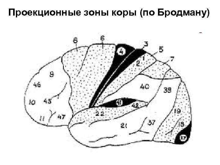 Атлас проекционных зон и схем здоровья