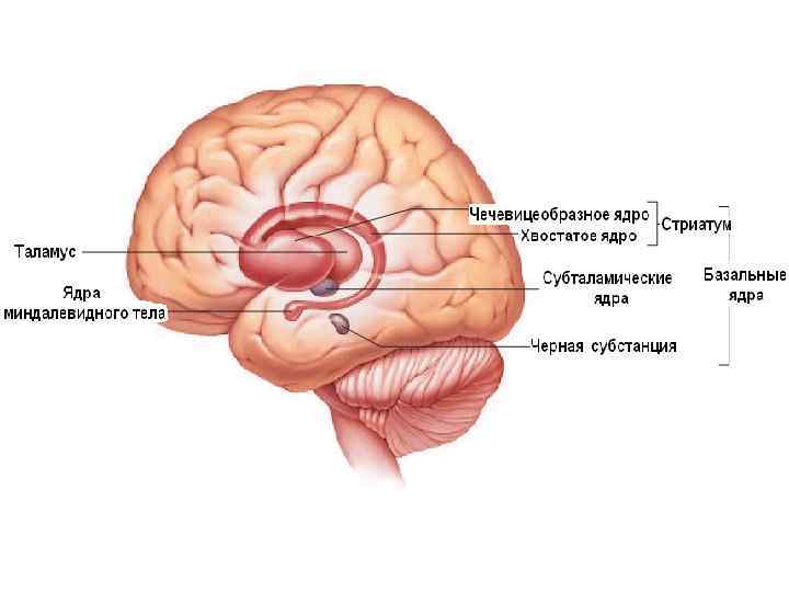 Тело без мозга. Базальные ядра мозга миндалевидное тело. Функции миндалевидного ядра головного мозга. Миндалевидное тело в головном мозге структура. Чминделевиднео тело Анат.
