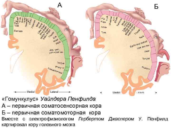 А Б «Гомункулус» Уайлдера Пенфилда А – первичная соматосенсорная кора Б – первичная соматомоторная