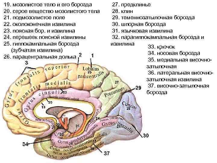 Мозолистое тело картинка