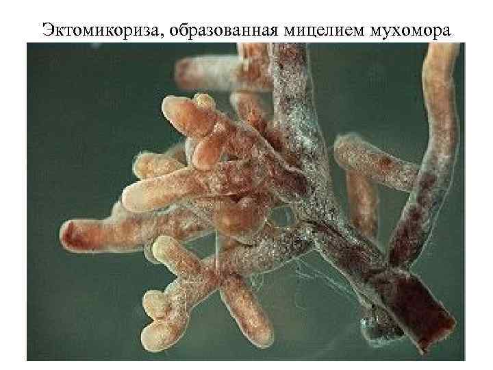 Эктомикориза, образованная мицелием мухомора 