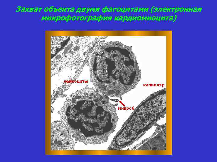 Захват объекта двумя фагоцитами (электронная микрофотография кардиомиоцита) лейкоциты капилляр микроб 