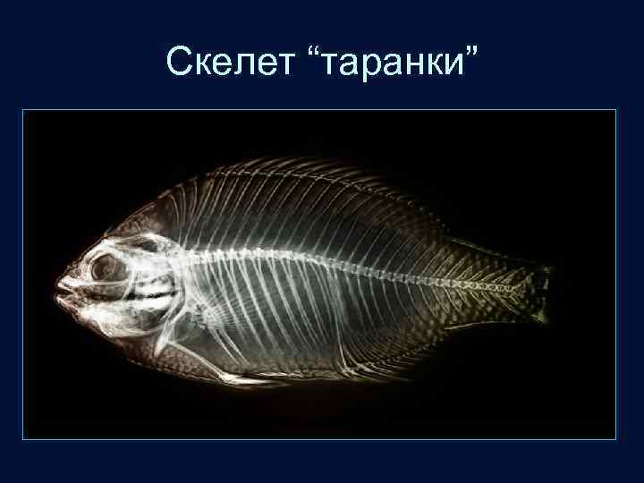 Скелет “таранки” 