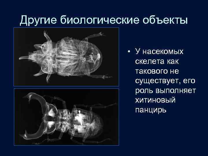 Другие биологические объекты • У насекомых скелета как такового не существует, его роль выполняет