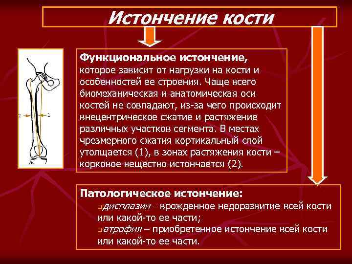 Истончение кости Функциональное истончение, которое зависит от нагрузки на кости и особенностей ее строения.