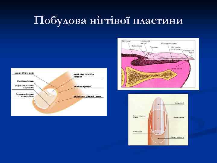 Побудова нігтівої пластини 