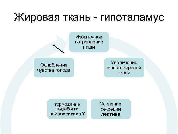 Жировая ткань - гипоталамус Избыточное потребление пищи Ослабление чувства голода торможение выработки нейропептида Y