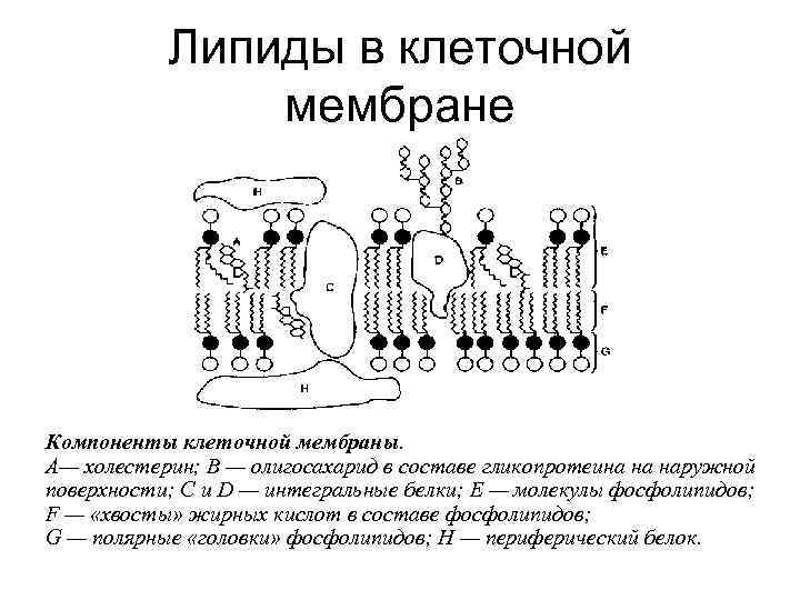 Липиды в клеточной мембране Компоненты клеточной мембраны. А— холестерин; В — олигосахарид в составе