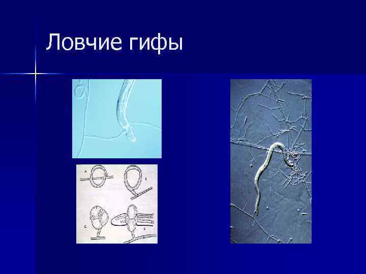 Ловчие гифы 