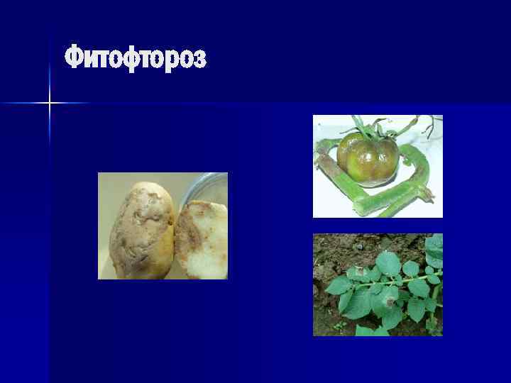 Фитофтороз 