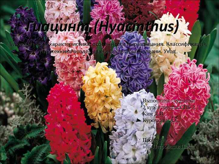 Гиацинт (Hyacinthus) Биологическая характеристика, особенности выращивания. Классификация. Агротехника возделывания культуры. Болезни. Уход. Выполнили студентки