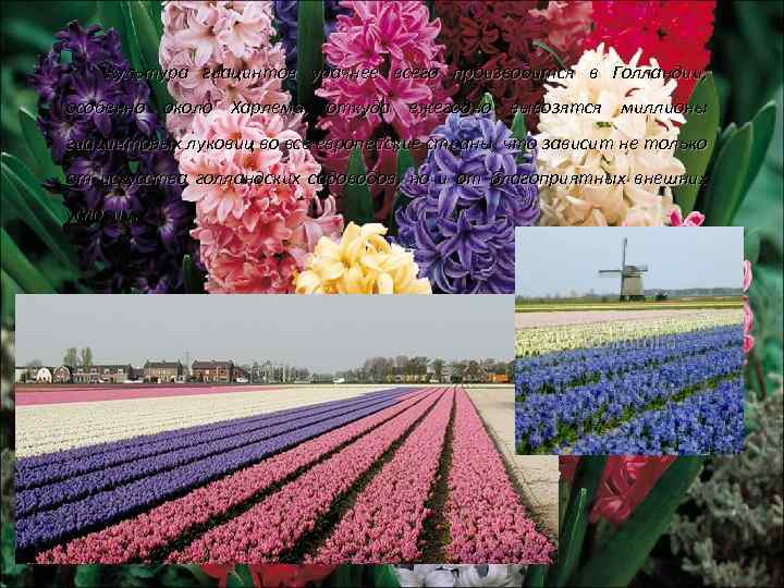 Культура гиацинтов удачнее всего производится в Голландии, особенно около Харлема, откуда ежегодно вывозятся миллионы