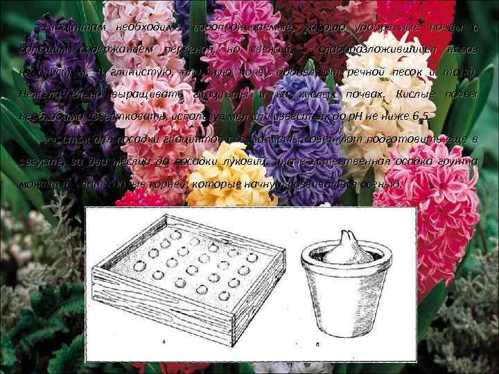 Гиацинтам необходимы водопроницаемые, хорошо удобренные почвы с большим содержанием перегноя, но свежий и слаборазложившийся