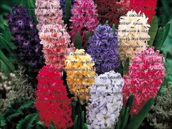Надрезание донца. Гиацинты можно размножать быстрее, если воспользоваться методом, напоминающим предыдущий. Единственное отличие состоит