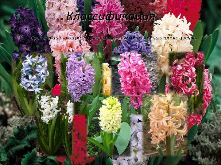 Классификация Сорта гиацинтов различаются главным образом по окраске цветка 