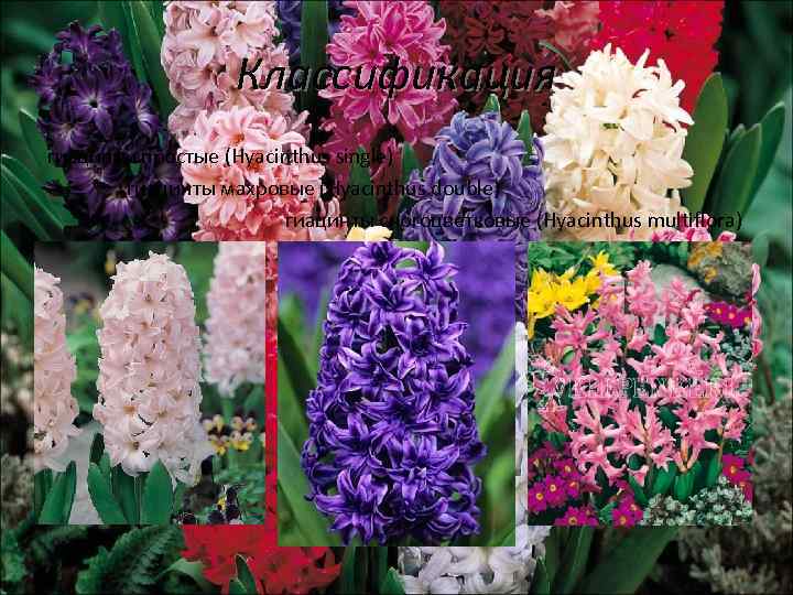Классификация гиацинты простые (Hyacinthus single) гиацинты махровые (Hyacinthus double) гиацинты сногоцветковые (Hyacinthus multiflora) 