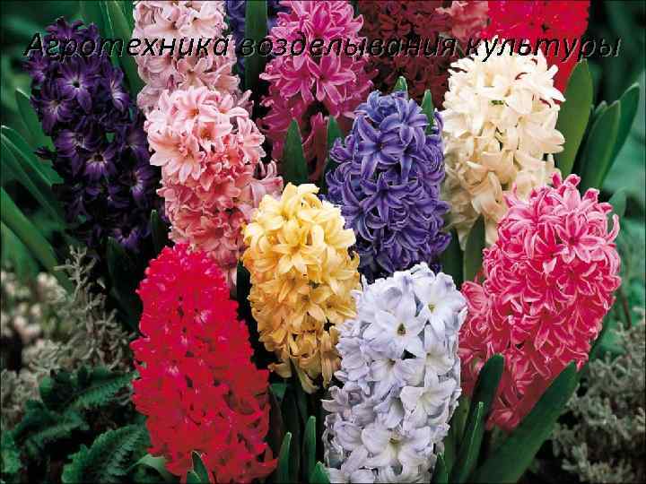 Агротехника возделывания культуры 