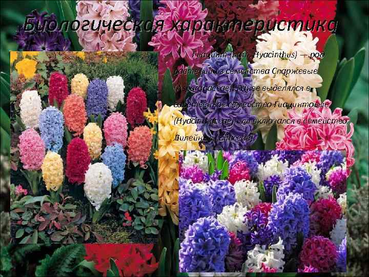 Биологическая характеристика Гиацинт (лат. Hyacinthus) — род растений из семейства Спаржевые (Asparagaceae). Ранее выделялся