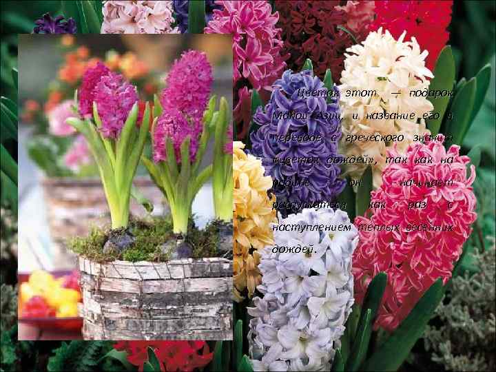 Цветок этот — подарок Малой Азии, и название его в переводе с греческого значит