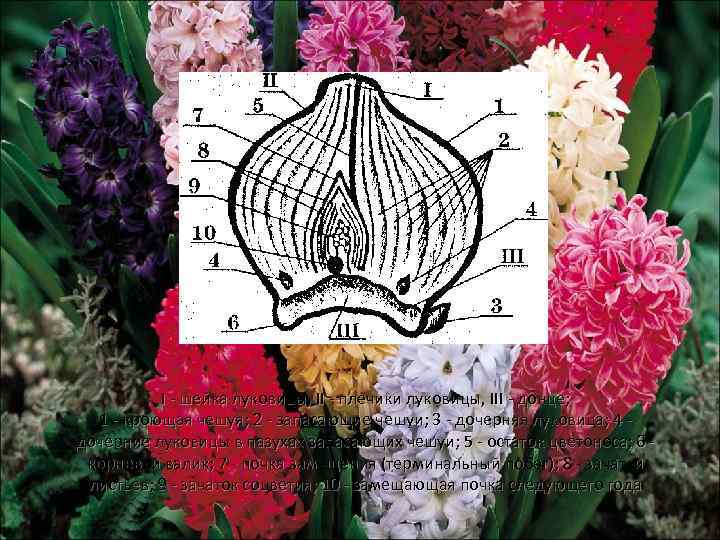 I - шейка луковицы, II - плечики луковицы, III - донце; 1 - кроющая