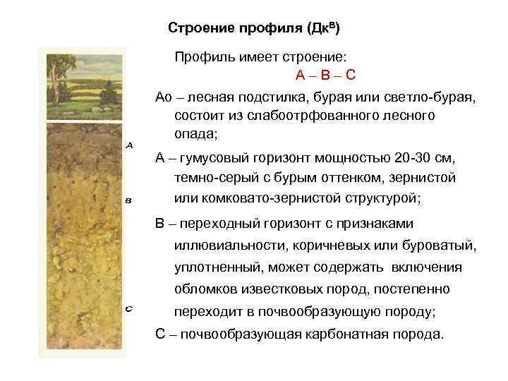 Строение профиля (Дк. В) Профиль имеет строение: А–В–С Ао – лесная подстилка, бурая или