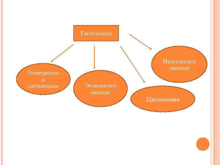 Гистохимия Электронна я гистохимия Иммуногист охимия Энзимогист охимия Цитохимия 