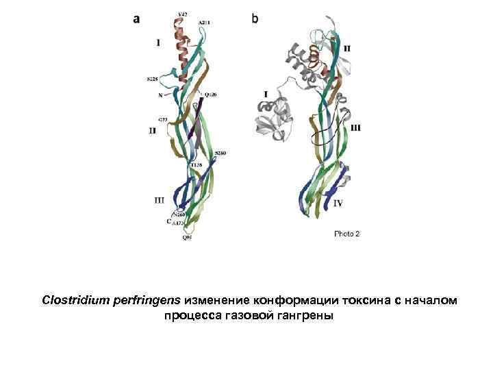 Clostridium perfringens изменение конформации токсина с началом процесса газовой гангрены 