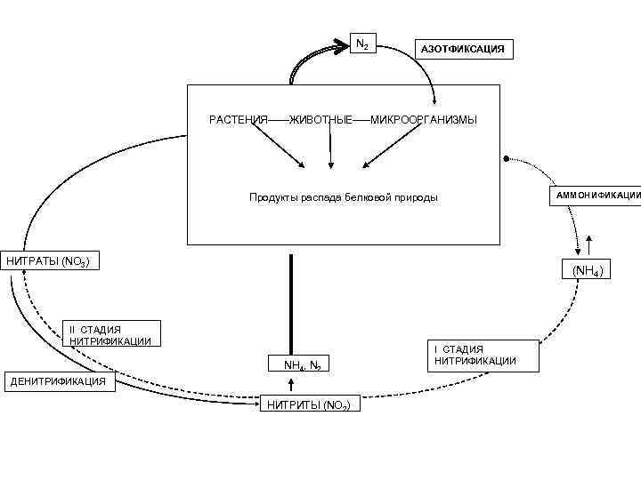 Азотфиксация. Фиксация атмосферного азота. Схема фиксации азота. Биологическая фиксация азота. Схема фиксации азота растением.